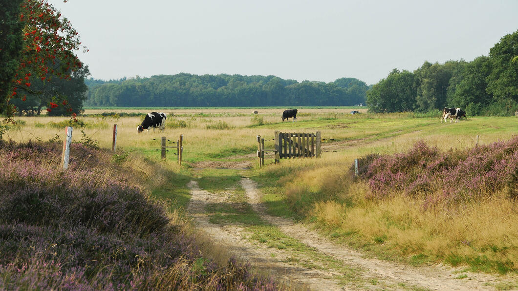 Het Balloërveld in Drenthe