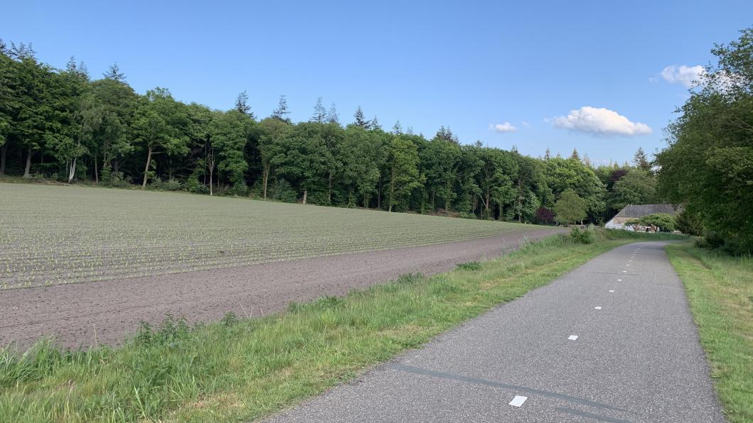 Lochem - Net aangeplante mais met veldbloemen strook