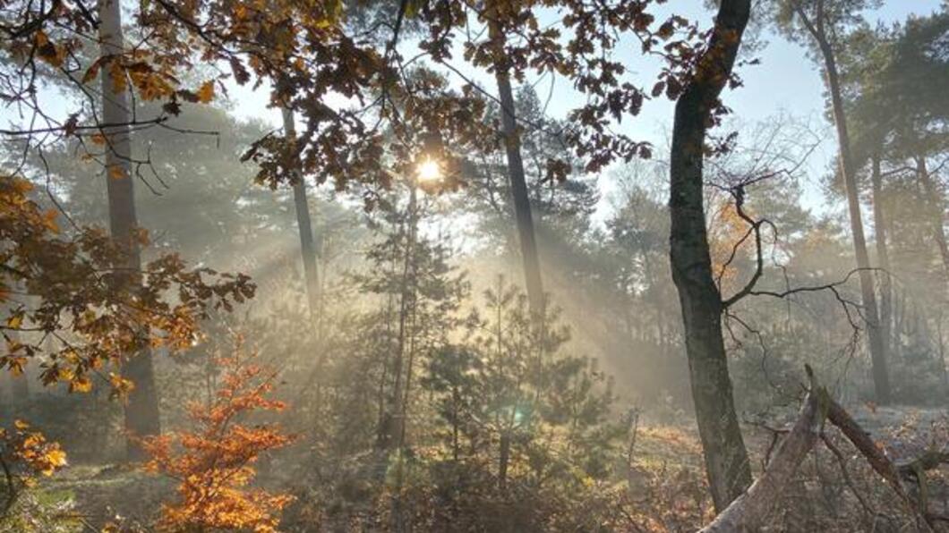 Zon in het bos