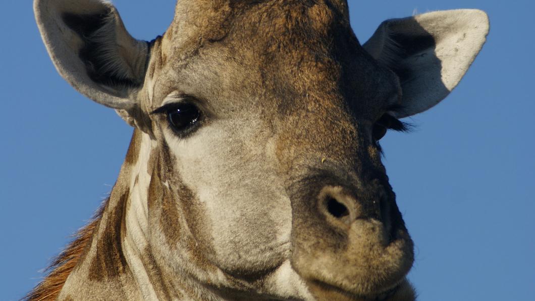 "Giraffa camelopardalis angolensis (head)" by © Hans Hillewaert /. Licensed under CC BY-SA 3.0 via Wikimedia Commons - https://commons.wikimedia.org/wiki/File:Giraffa_camelopardalis_angolensis_(head).jpg#/media/File:Giraffa_camelopardalis_angolensis_(head