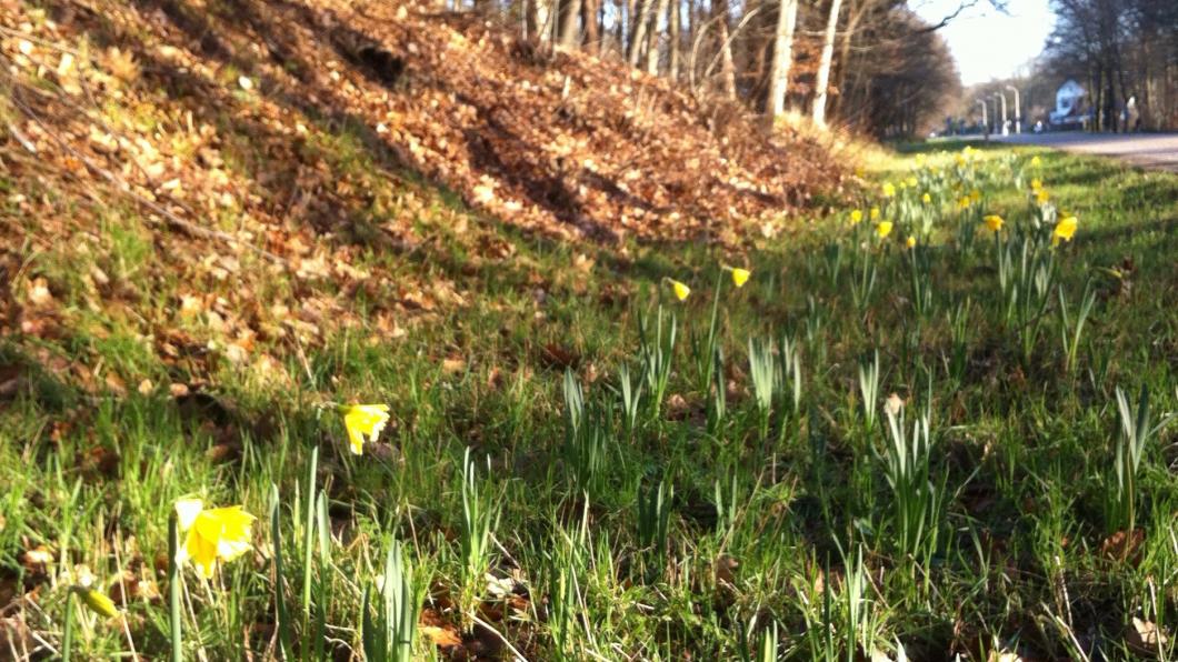 Lochem: narcissen met Kerst