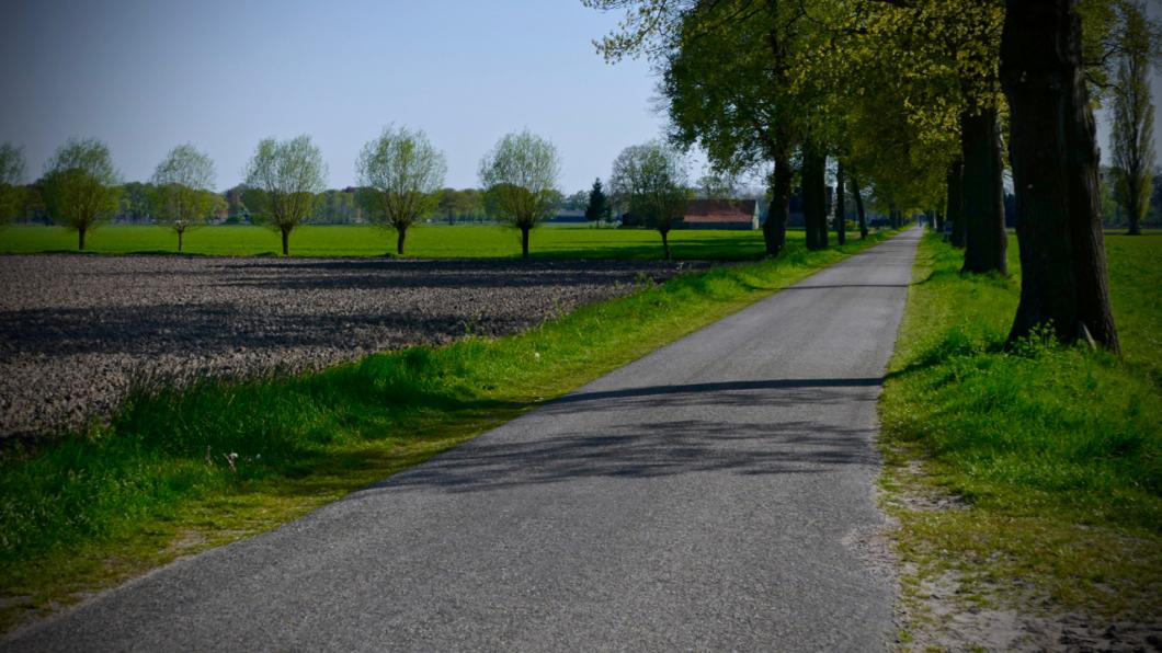 Laanbomen verdienen onderhoud... Laanbomen verdienen onderhoud...