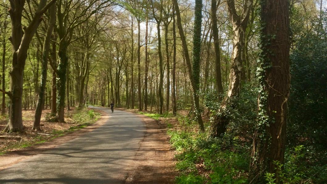 Laanbomen