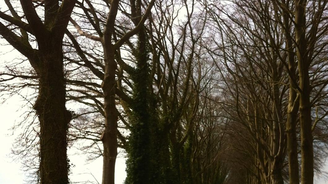 Laanbomen Laanbomen verdienen onderhoud...