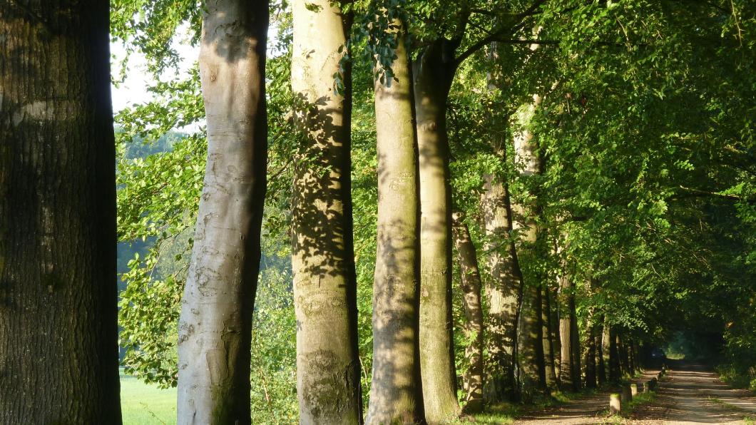 Laanbomen