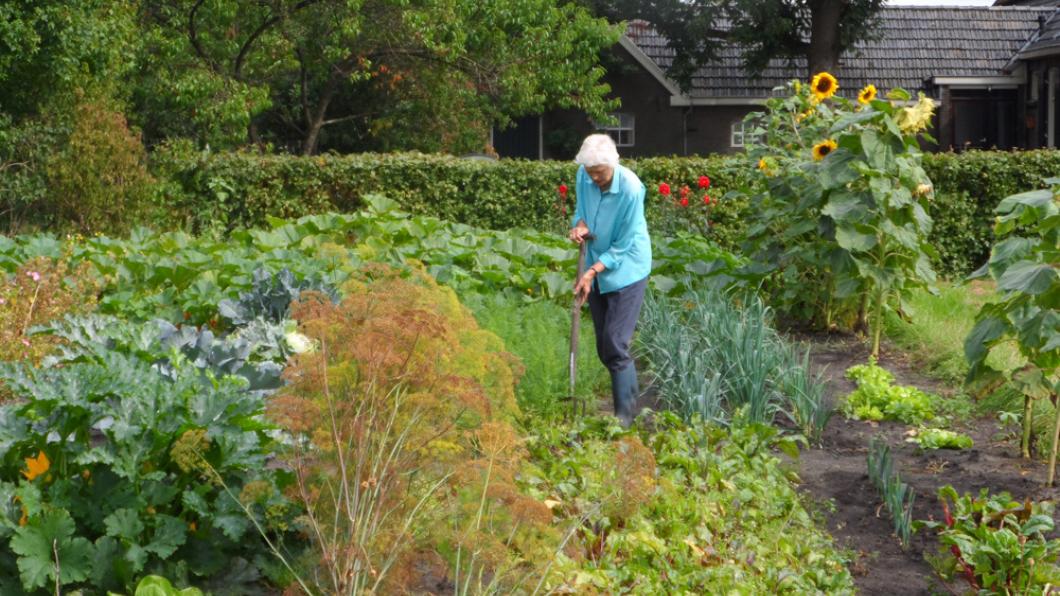 Moeder van Henk in moestuin-schaal.jpg