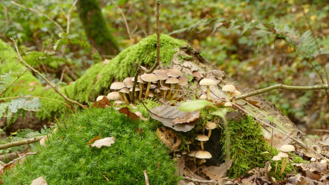 Mos en paddestoelen.jpg