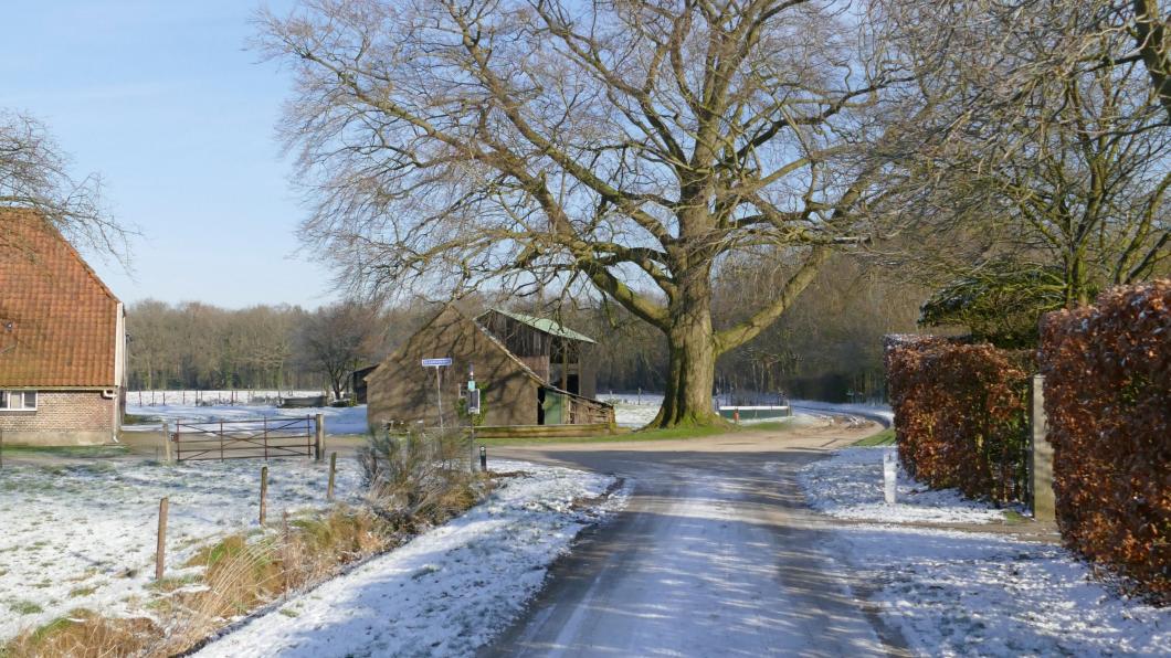 Klik op fot om te vergroten. Winterse boom