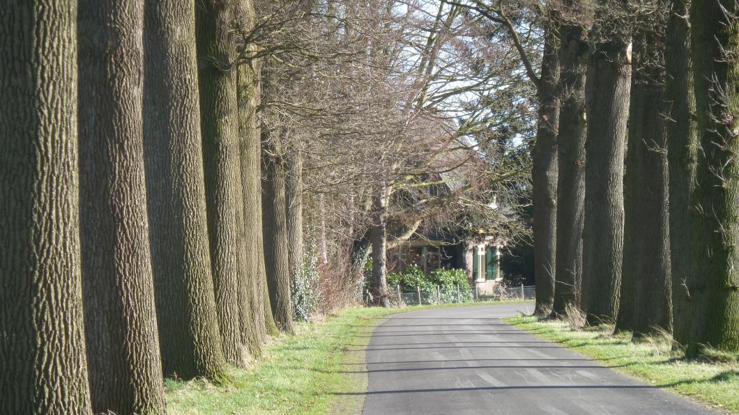 Laanbomen in Gemeente Lochem Laanbomen in Gemeente Lochem.jpg