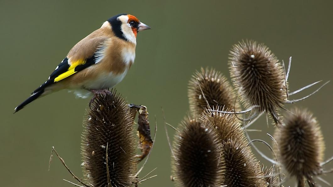 Broedvogels Lochem Groote veld 