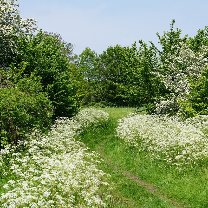 velhorst