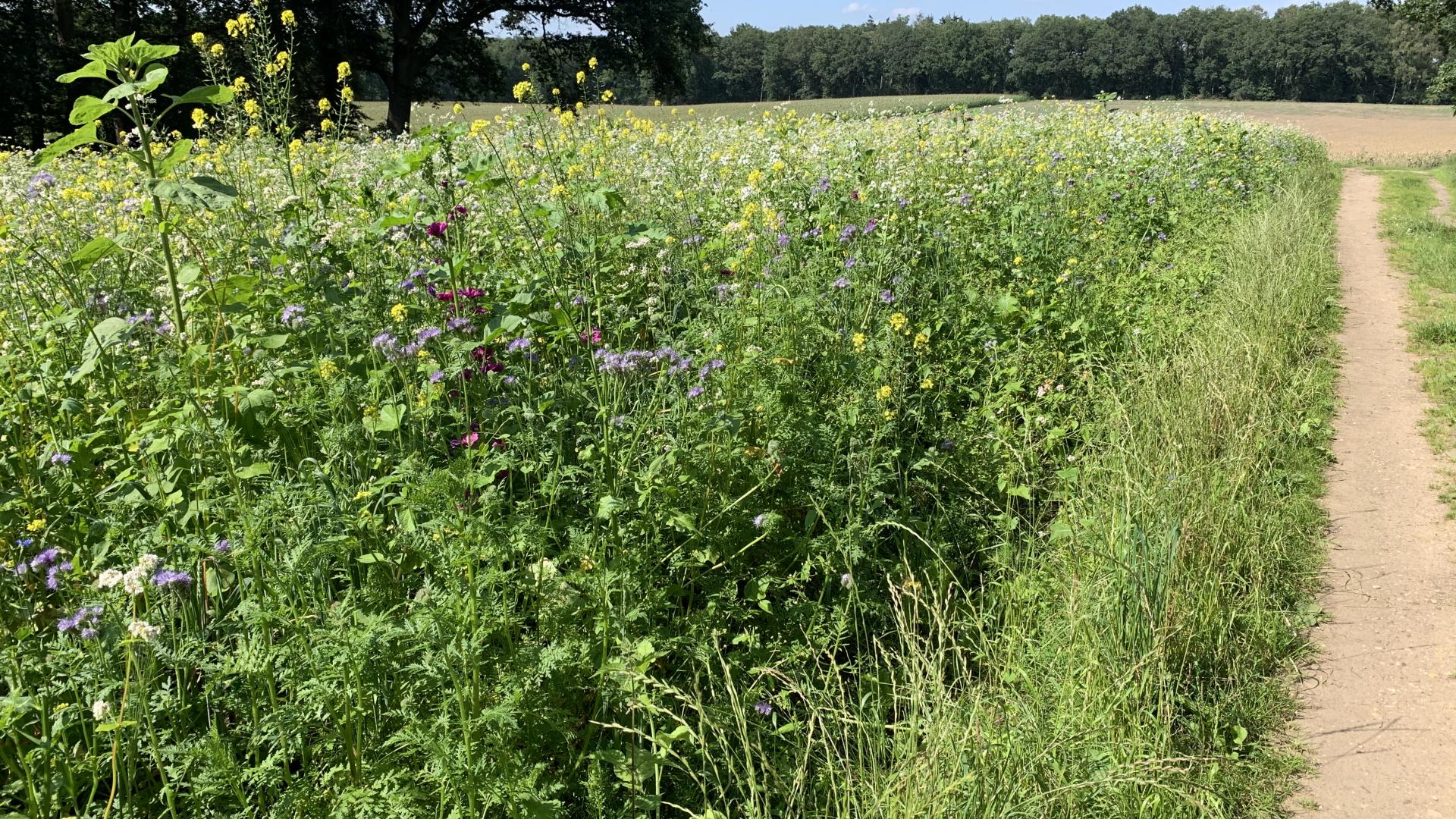 Veldbloemen