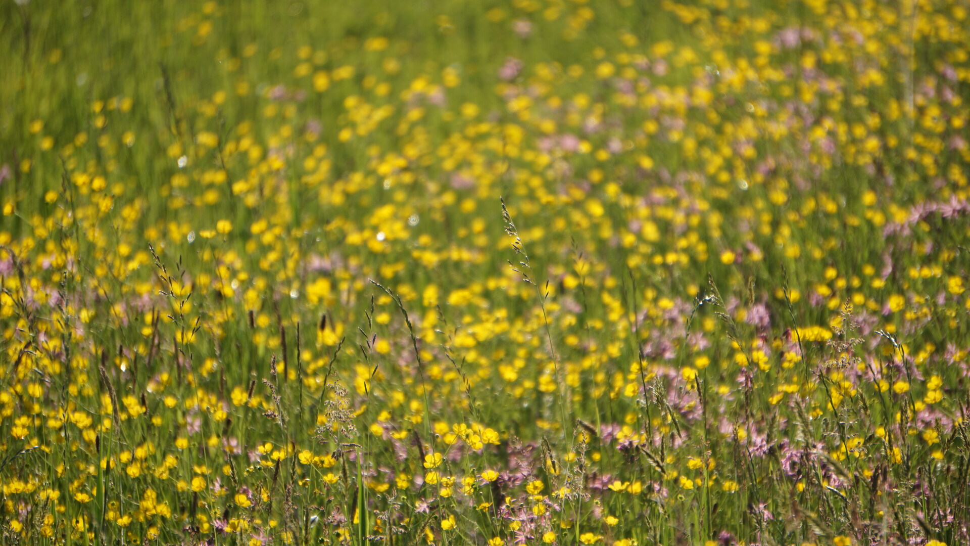 Bloemenweide