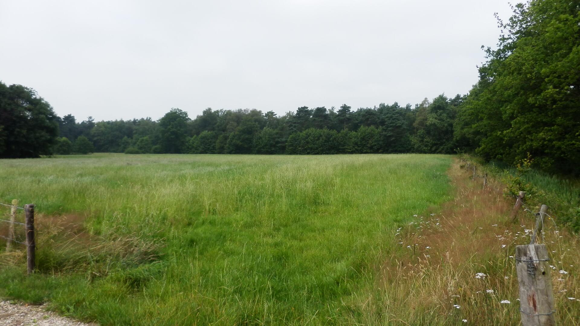 Gorsselse heide.jpg