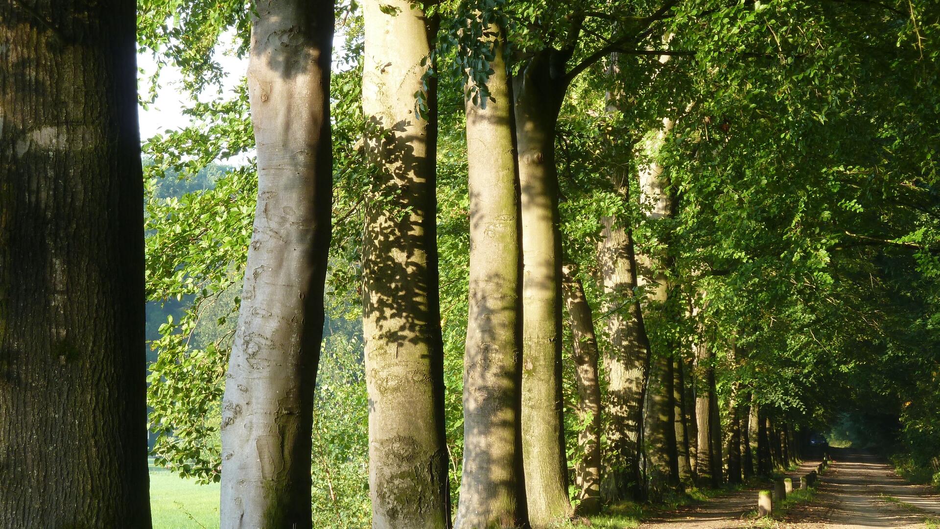 Laanbomen