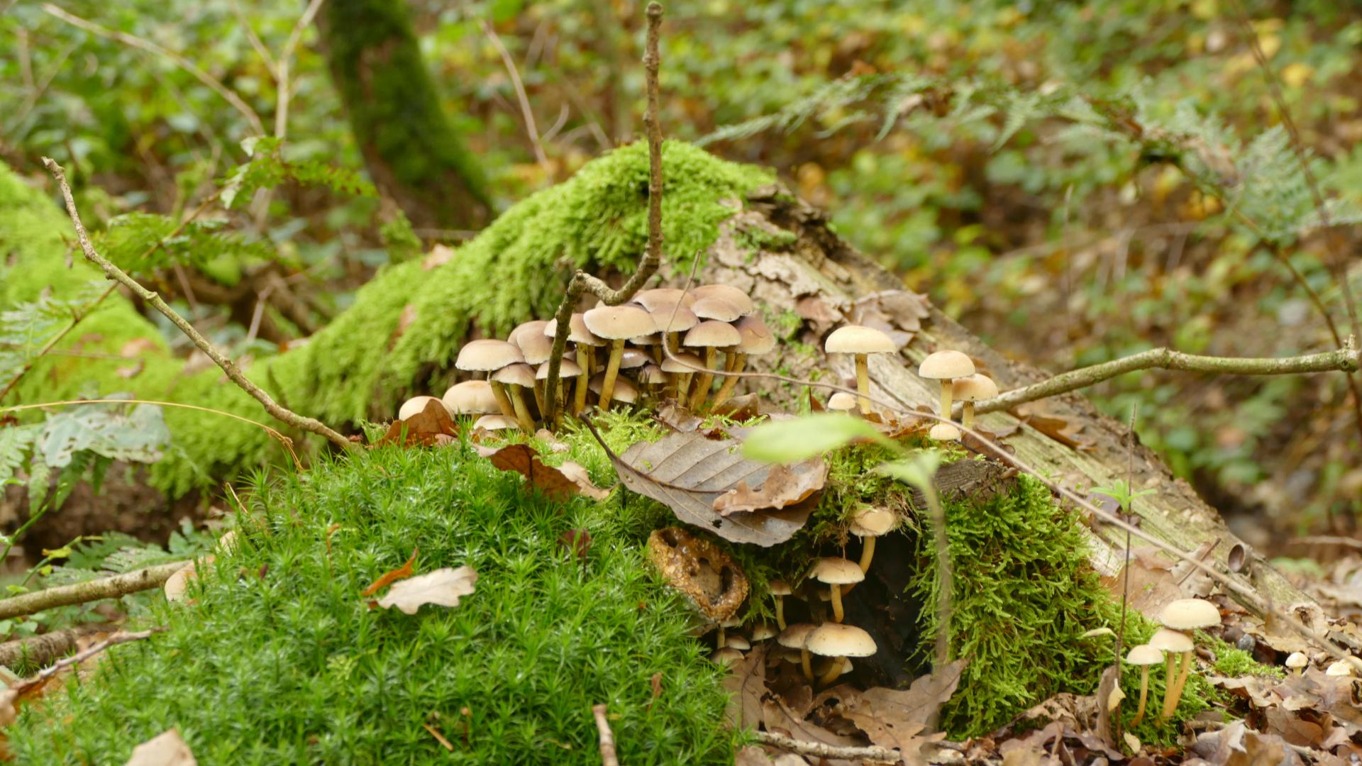 Mos en paddestoelen op landgoed Ampsen (Lochem) 