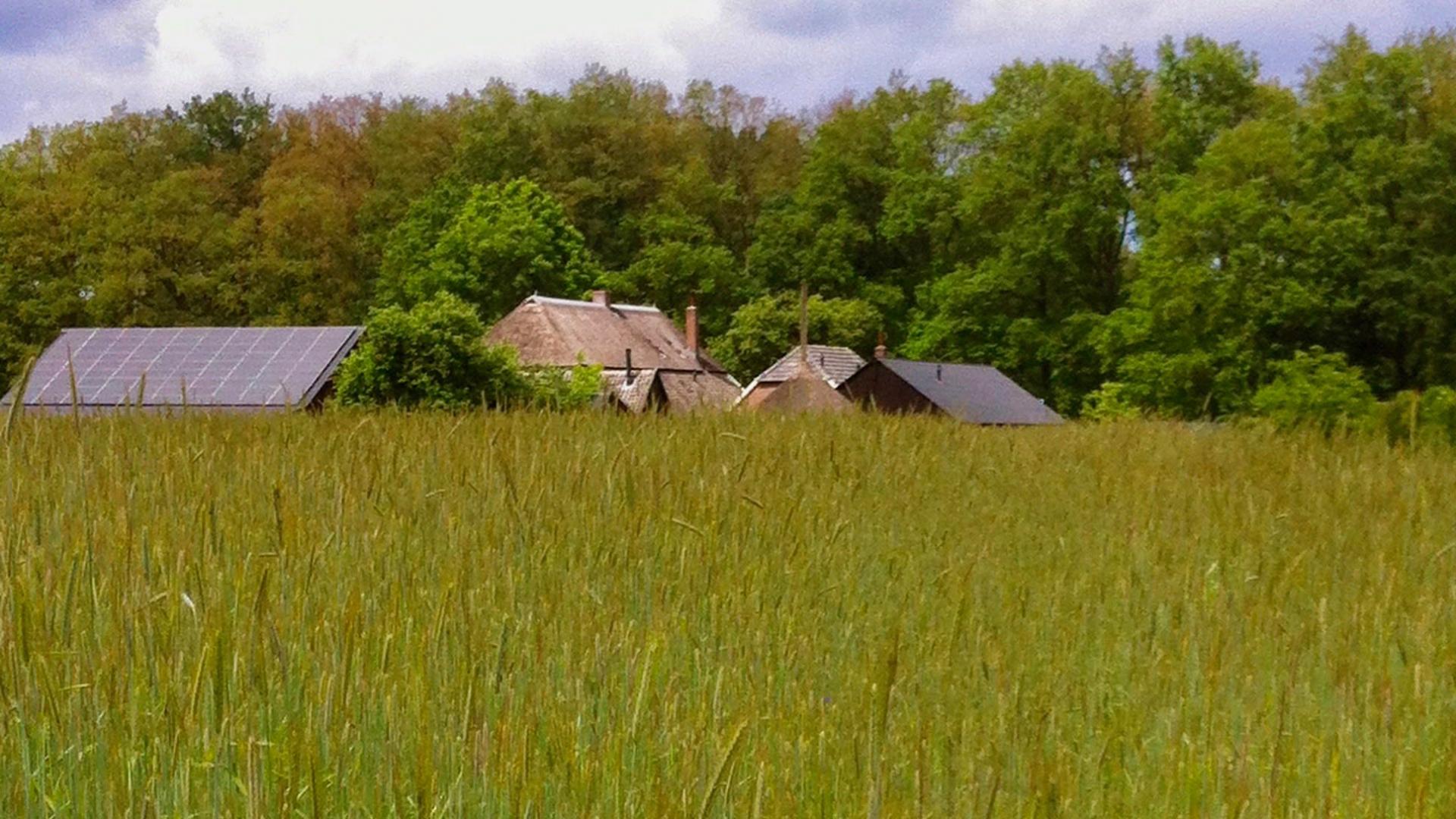korenveld Willem (2).jpg